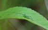 Conocephalus sp.